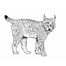 Malvorlage Luchs stehend im Profil