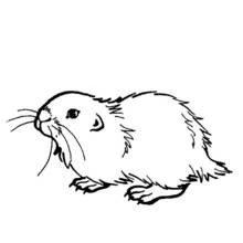 Meerschweinchen - Kostenlose Ausmalbilder zum Ausdrucken
