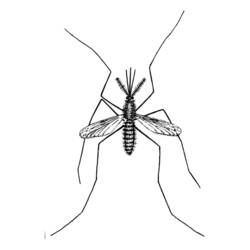 Malvorlage Mücke von oben gesehen