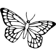Schmetterling - Kostenlose Ausmalbilder zum Ausdrucken