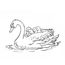 Schwan - Kostenlose Ausmalbilder zum Ausdrucken