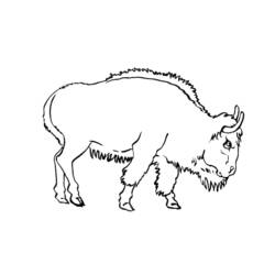 Malvorlage Stier-Bison mit gesenktem Kopf beim Gehen