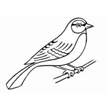 Malvorlage Vogel auf einem Ast Malvorlage Vogel auf einem Ast