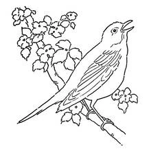 Malvorlage Vogel singt auf einem Blütenzweig Malvorlage Vogel singt auf einem Blütenzweig
