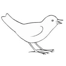 Malvorlage Vogel singt mit offenem Schnabel Malvorlage Vogel singt mit offenem Schnabel