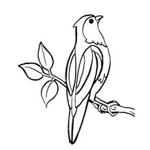 Malvorlage Vogel sitzt auf einem belaubten Zweig Malvorlage Vogel sitzt auf einem belaubten Zweig
