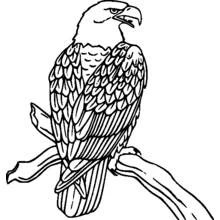 Malvorlage Adler auf einem Ast sitzend Malvorlage Adler auf einem Ast sitzend