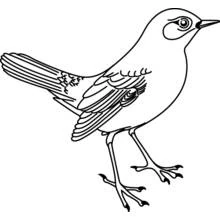 Malvorlage Vogel steht mit ausgebreiteten Schwanzfedern Malvorlage Vogel steht mit ausgebreiteten Schwanzfedern