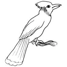 Malvorlage Vogel mit Federhaube auf einem Ast Malvorlage Vogel mit Federhaube auf einem Ast