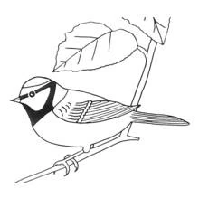 Malvorlage Vogel sitzt auf einem Ast unter einem Blatt Malvorlage Vogel sitzt auf einem Ast unter einem Blatt