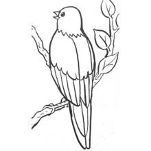 Malvorlage Kleiner Vogel singt auf einem Ast Malvorlage Kleiner Vogel singt auf einem Ast