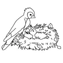 Malvorlage Vogel auf einem Nest mit einem Küken Malvorlage Vogel auf einem Nest mit einem Küken