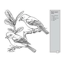 Malvorlage Schwarzkopfvireo-Paar sitzt auf einem Ast Malvorlage Schwarzkopfvireo-Paar sitzt auf einem Ast