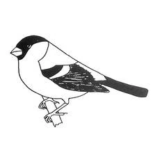 Malvorlage Vögel Gimpel auf einem Ast Malvorlage Vögel Gimpel auf einem Ast