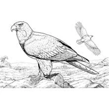 Malvorlage Adler auf einem Felsen mit einem fliegenden Adler Malvorlage Adler auf einem Felsen mit einem fliegenden Adler