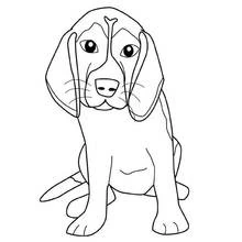 Malvorlage Beagle-Welpe sitzt und schaut nach vorn