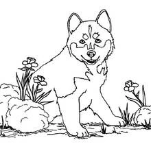 Malvorlage Husky-Welpe sitzt zwischen Blumen