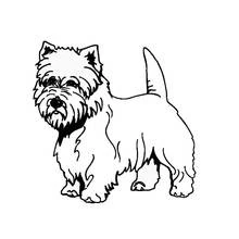 Malvorlage Welpe Westie steht seitlich