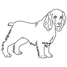 Malvorlage Welpe Cocker Spaniel stehend im Profil
