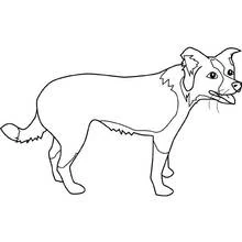 Malvorlage Welpe border collie steht seitlich