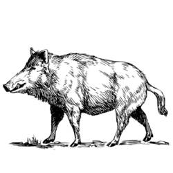 Malvorlage Wildschwein läuft durch das Gras