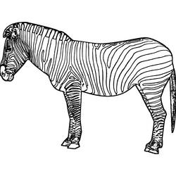 Malvorlage Zebra im Profil stehend