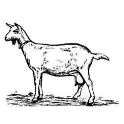Malvorlage Ziege stehend im Profil
