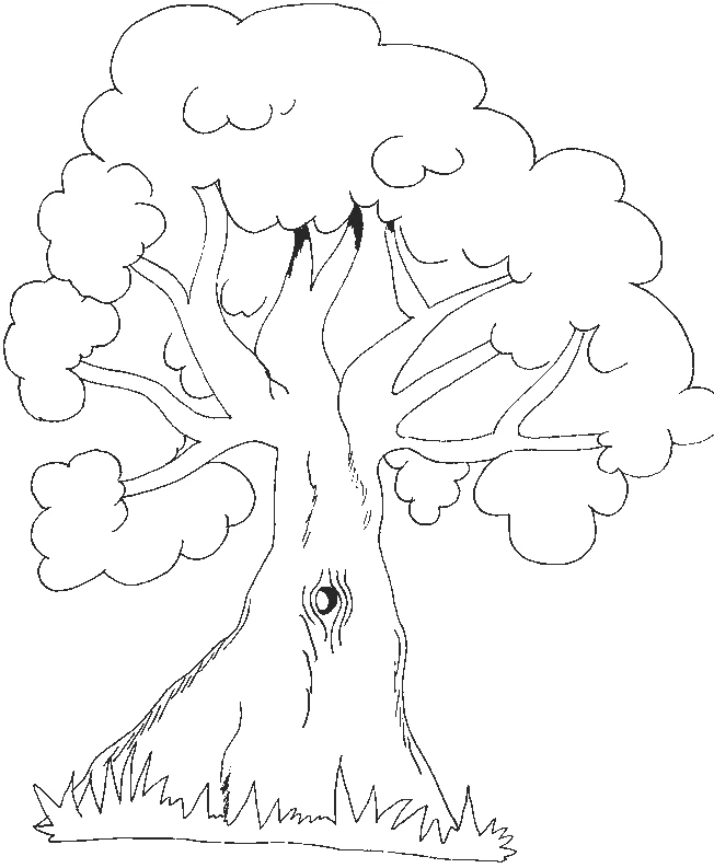 Malvorlage Baum mit breiter runder Krone