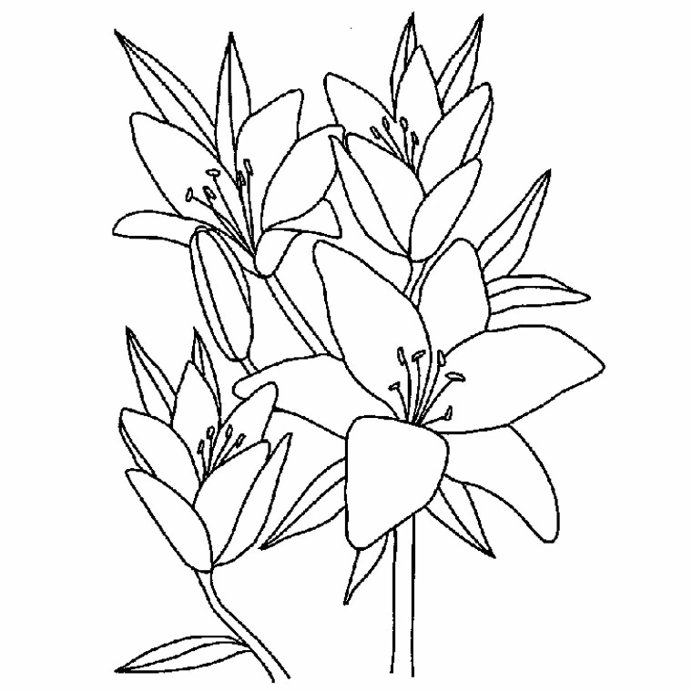 Malvorlage Strauß blühender Lilienblumen