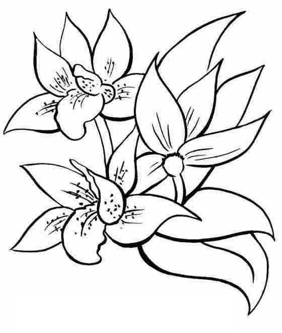 Malvorlage Drei blühende Orchideenblüten Malvorlage Drei blühende Orchideenblüten