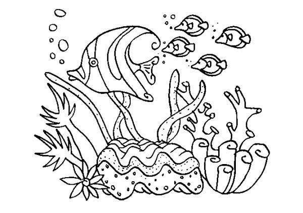 Malvorlage Fischgruppe schwimmt über einer Koralle