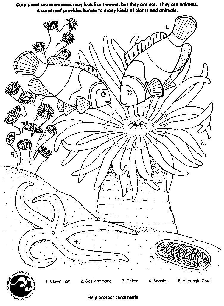 Malvorlage Korallenriff mit Clownfischen und Seeanemone