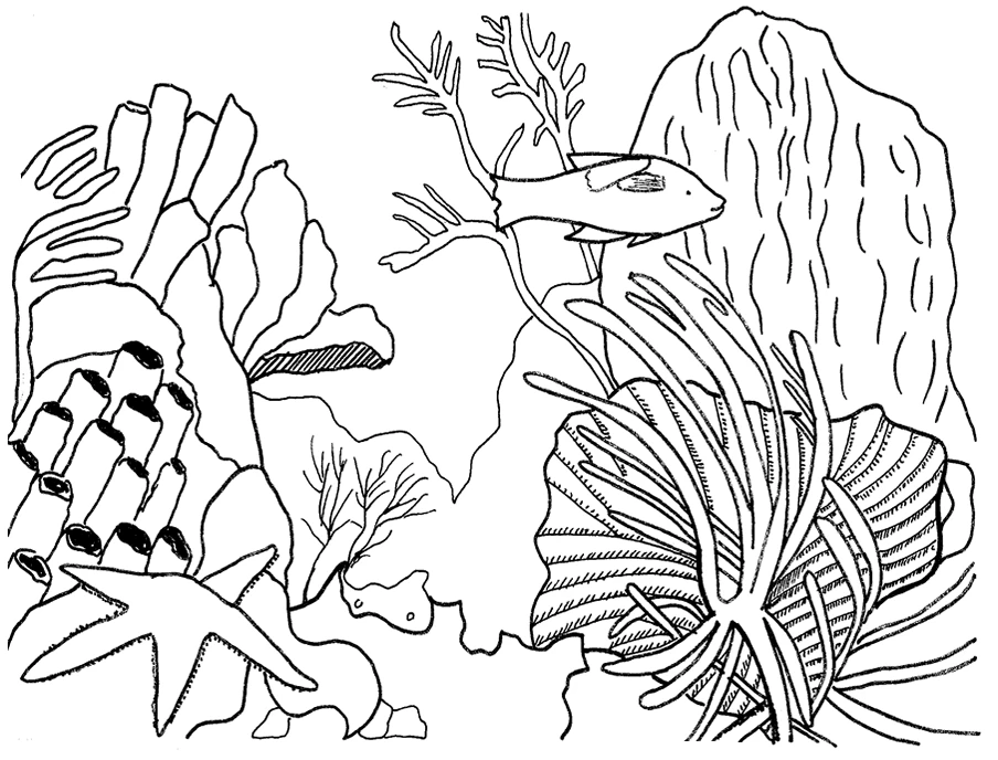 Malvorlage Koralle mit Fisch und Seestern