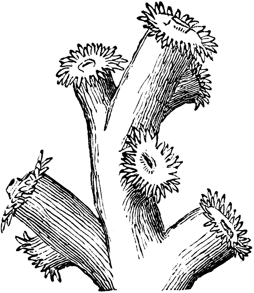 Malvorlage Korallenzweige mit Polypen
