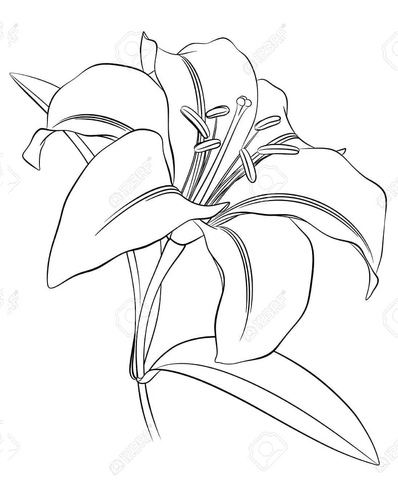 Kostenloses Lilie Ausmalbild #182397 aus der Sammlung Natur und Jahreszeiten