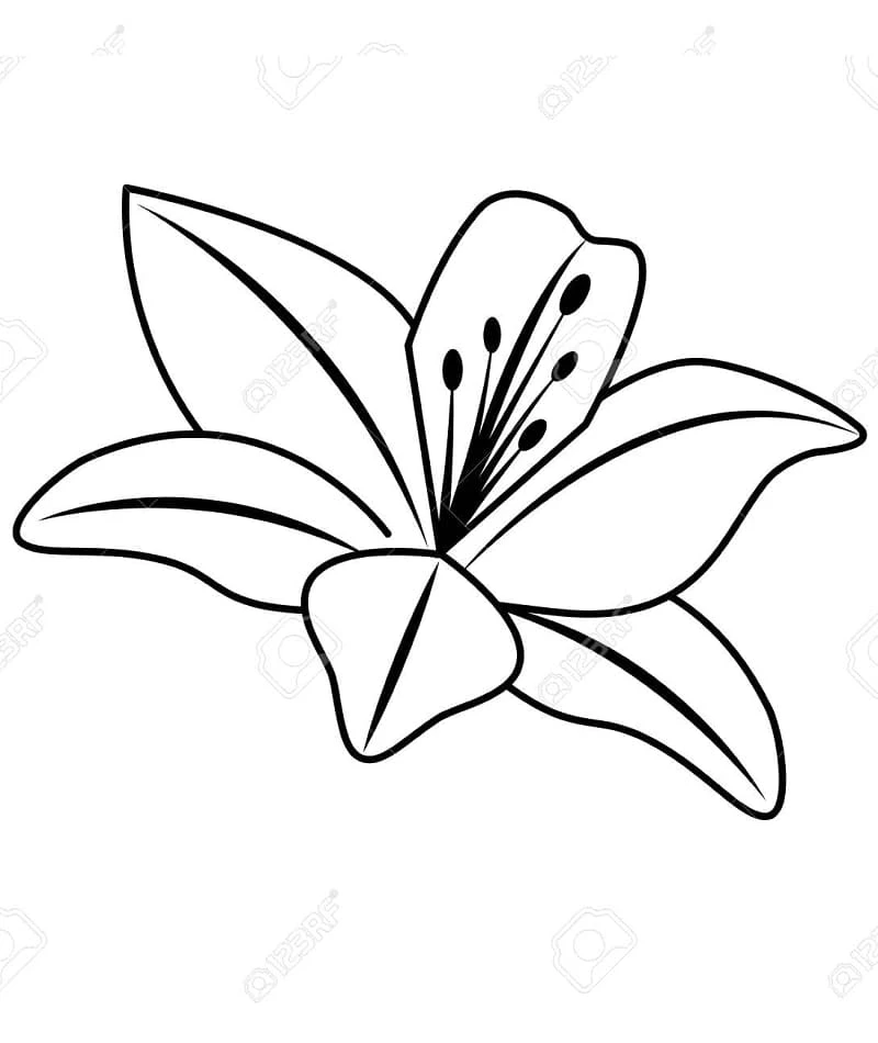 Kostenloses Lilie Ausmalbild #182403 aus der Sammlung Natur und Jahreszeiten