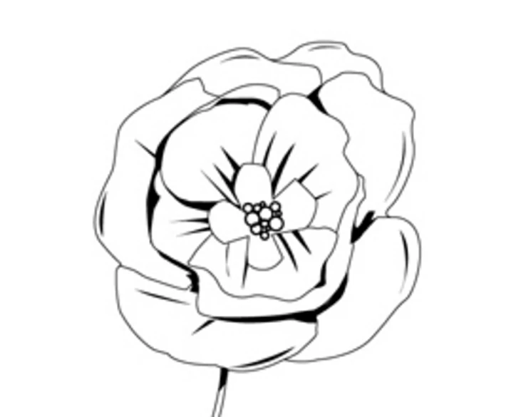 Malvorlage Mohn in voller Blüte