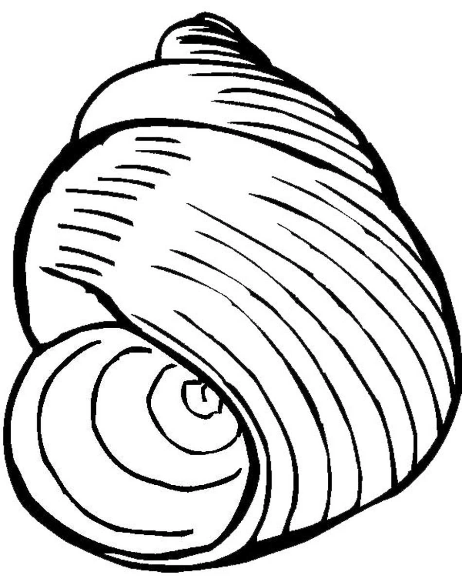 Malvorlage Spiralförmige Muschel mit geschwungenen Linien