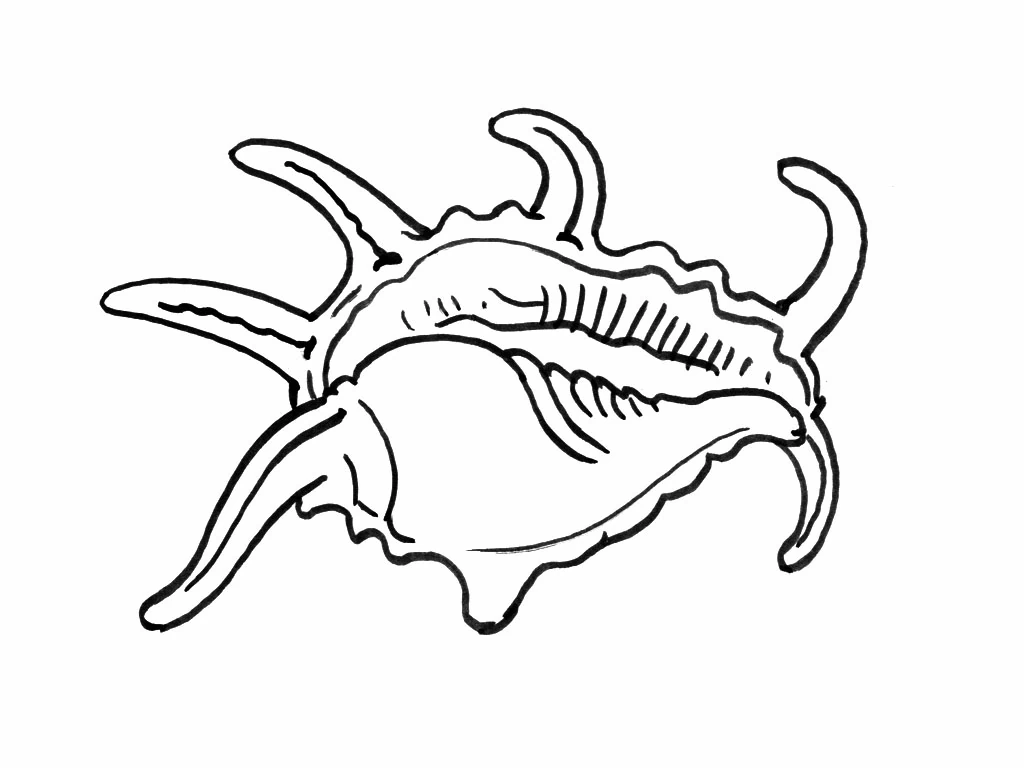 Malvorlage Muschel mit langen gebogenen Spitzen