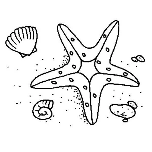 Malvorlage Muschel und Seestern im Sand