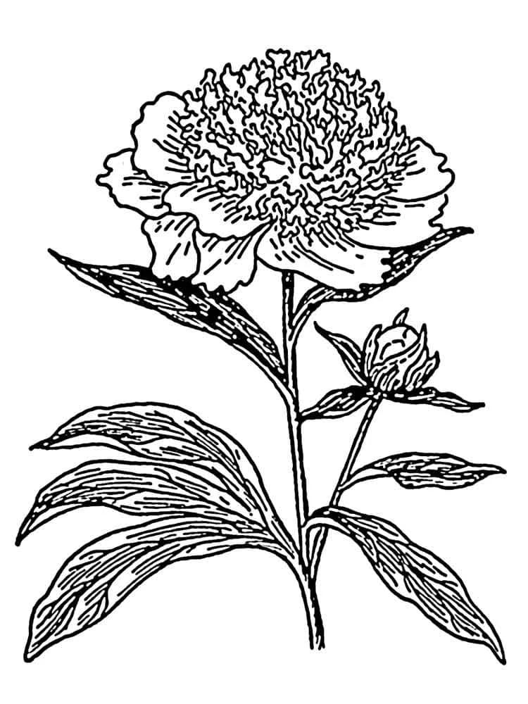 Malvorlage Pfingstrose in voller Blüte