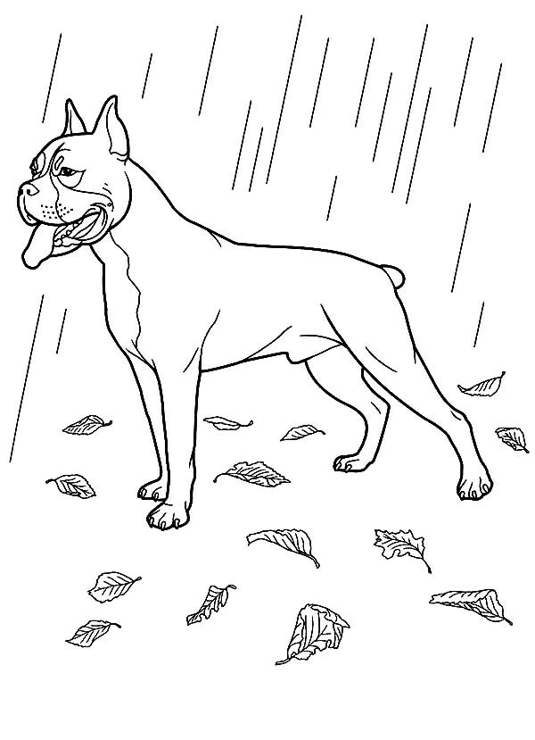 Malvorlage Boxer-Hund steht im Regen