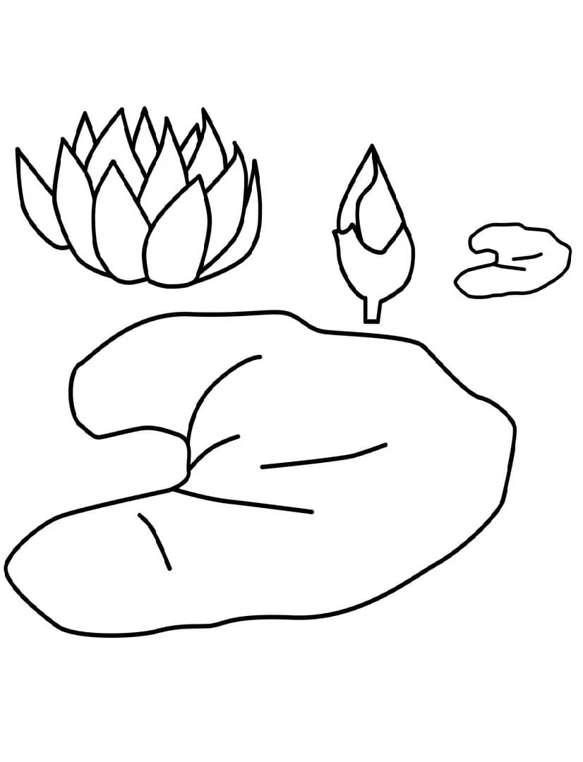 Malvorlage Seerose mit Blatt und Knospen