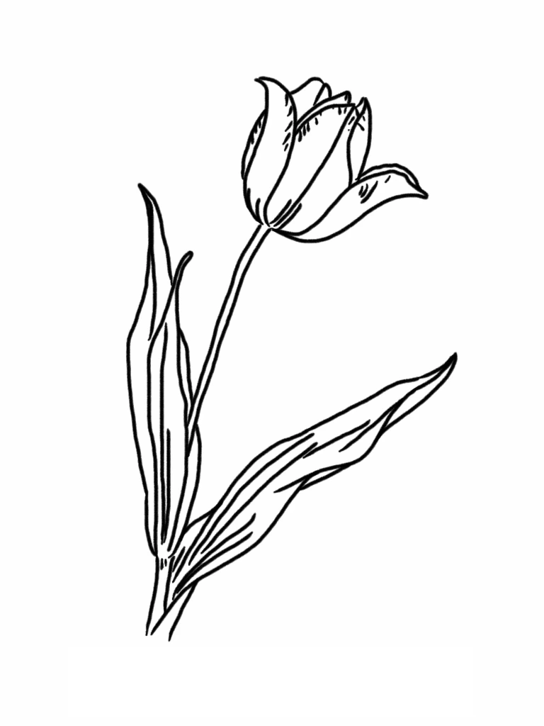 Malvorlage Tulpe mit einer Blüte und langen Blättern