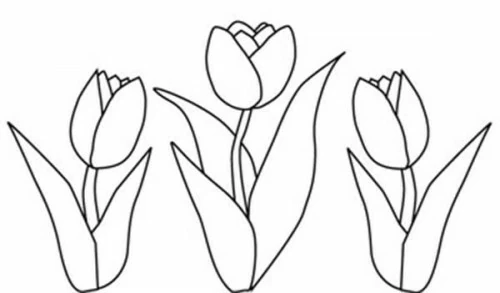 Malvorlage Tulpe drei Blüten in einer Reihe