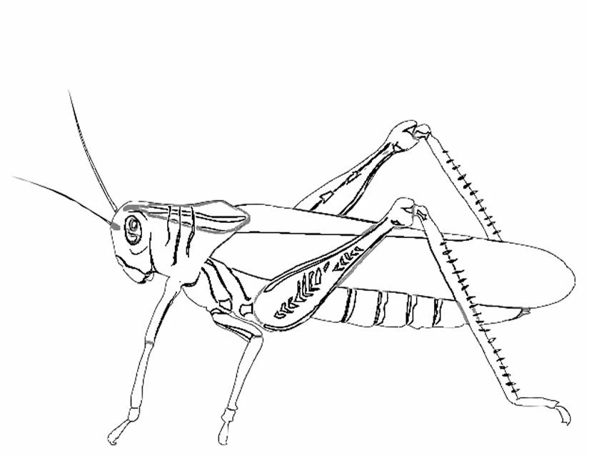 Malvorlage Ameise... eigentlich eine Heuschrecke im Profil