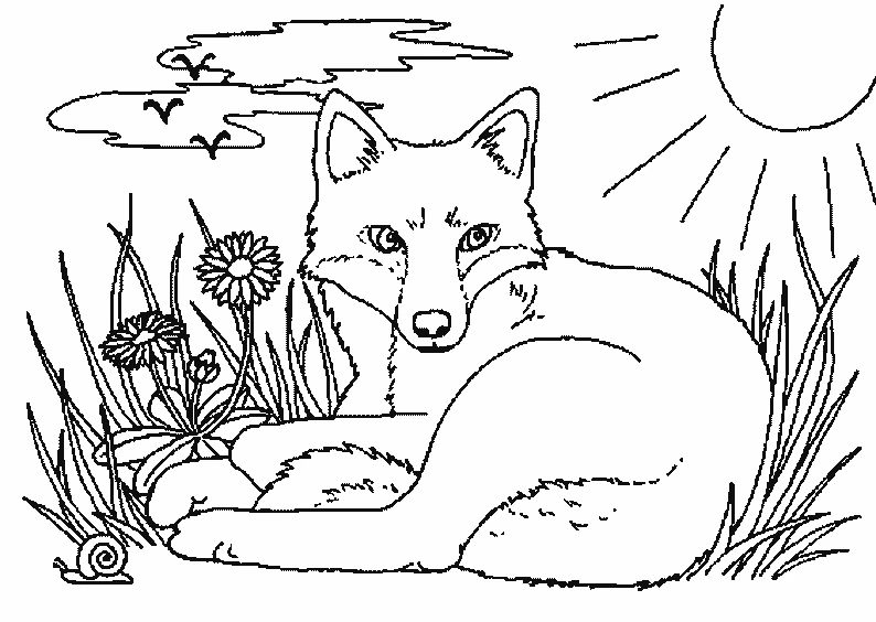 Malvorlage Fuchs liegt auf einer sonnigen Wiese