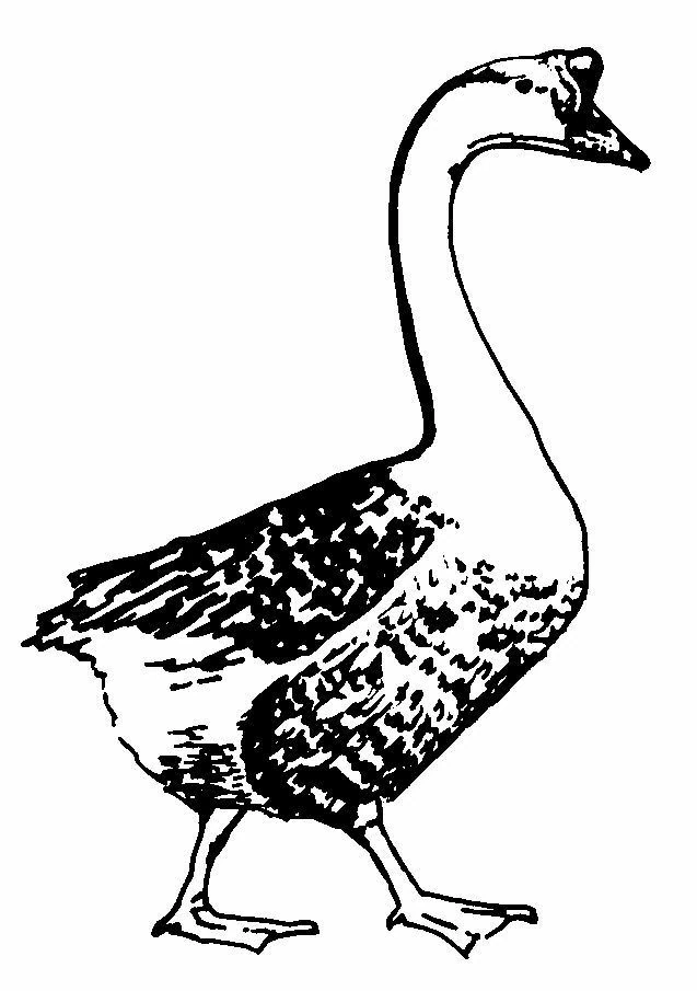 Malvorlage Gans läuft mit erhobenem Hals