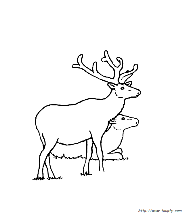Malvorlage: Hirschkuh (Tiere) #1157 - Kostenlose Malvorlagen zum Ausdrucken