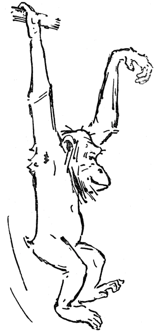 Malvorlage Schimpanse hängt an einem Arm